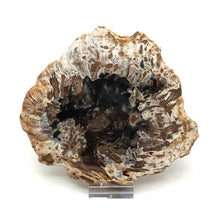 Lade das Bild in den Galerie-Viewer, H225 versteinertes Holz
