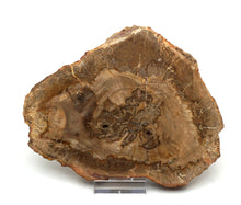 Lade das Bild in den Galerie-Viewer, H226 versteinertes Holz
