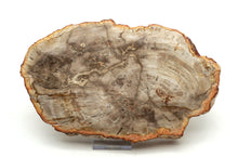 Lade das Bild in den Galerie-Viewer, H227 versteinertes Holz
