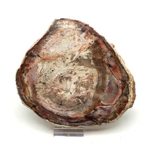 Lade das Bild in den Galerie-Viewer, H228 versteinertes Holz
