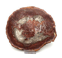 Lade das Bild in den Galerie-Viewer, H229 versteinertes Holz
