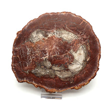 Lade das Bild in den Galerie-Viewer, H229 versteinertes Holz
