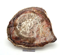 Lade das Bild in den Galerie-Viewer, H230 versteinertes Holz
