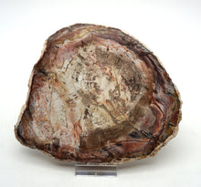 Lade das Bild in den Galerie-Viewer, H230 versteinertes Holz
