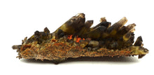 Lade das Bild in den Galerie-Viewer, M402 Rauchquarz Stufe Top 1,0 kg.
